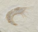Cretaceous Fossil Shrimp Carpopenaeus - Lebanon #40473-1